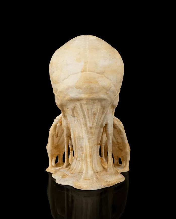 Skulls_of_Wisdom5_d6995b8fbd