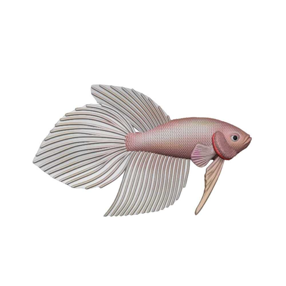 Betta Fish Veiltail