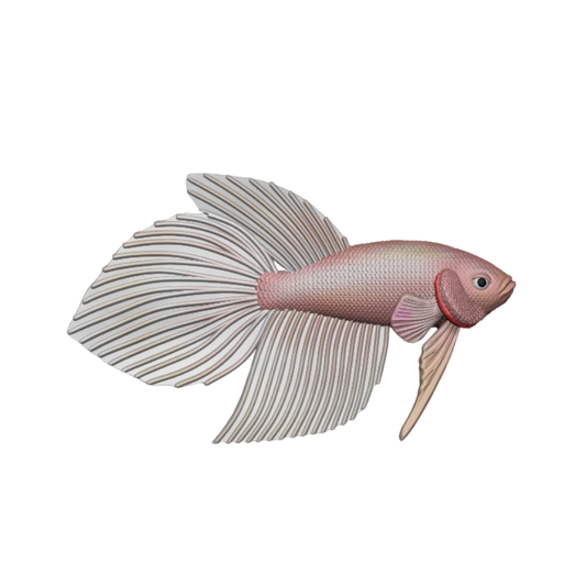 Betta Fish Veiltail