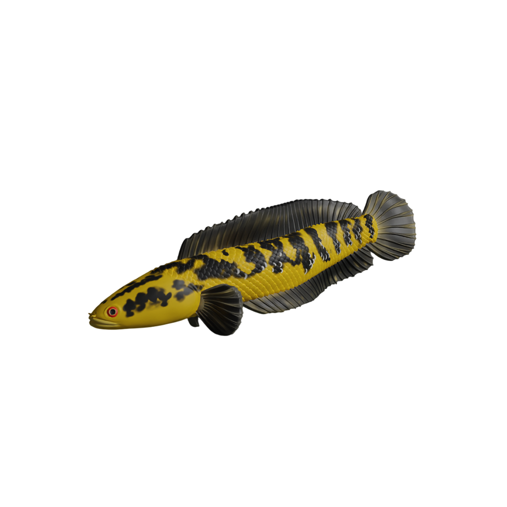 Channa Barca Fish Snake Head Fish