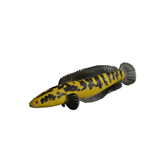 Channa Barca Fish Snake Head Fish