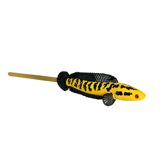 Channa Barca Fish Snake Head Fish w/ Chopsticks