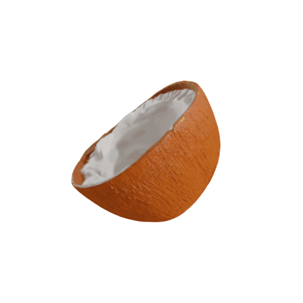 Brown Coconut Half-Open High Detail