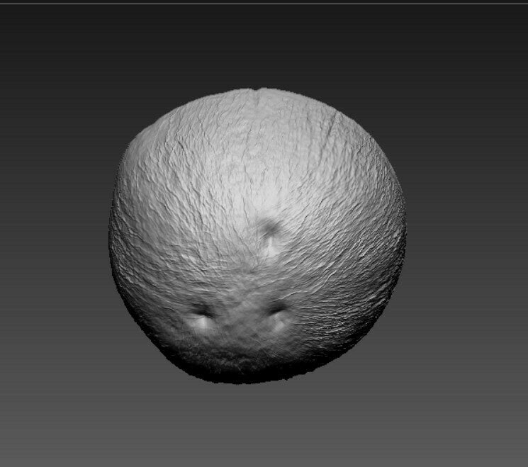 Brown Coconut Half-Open High Detail